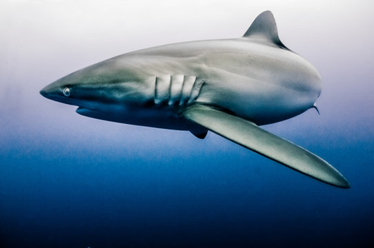 Silky Shark swimming with deep blue ocean background