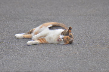 くつろぐ三毛猫