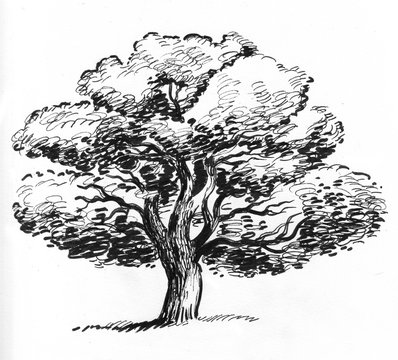 old oak trees drawings