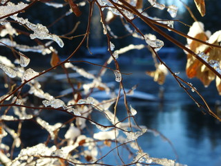 ice on tree branches in winter