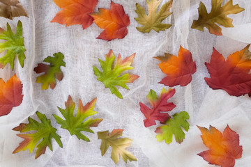 Fall leaves on gauzy background