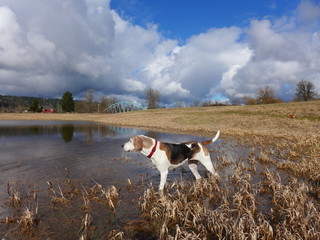 treeing walker coonhound in winter field