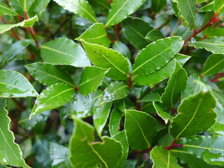 Fototapeta na wymiar bay laurel leaves
