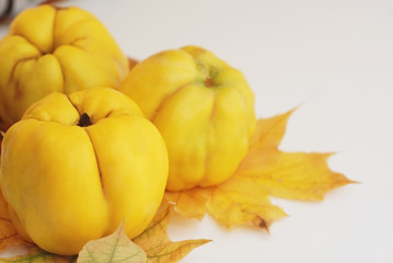 Three yellow quince fruits close up on white background