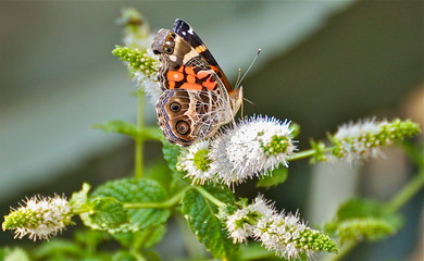 American Painted Lady butterfly - 177364462