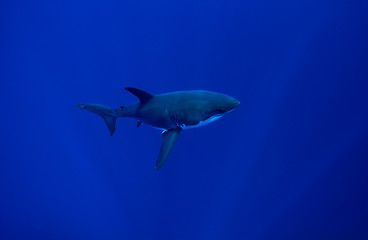 A pristine Great White Shark swims for the surface in the clear blue waters of Guadalupe Island, Mexico