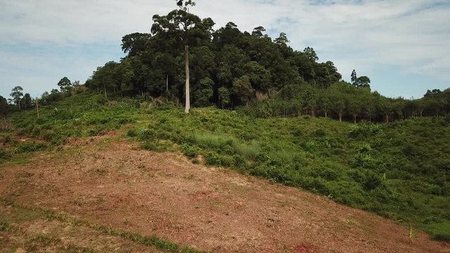 Deforestation. Logging of tropical rainforest 