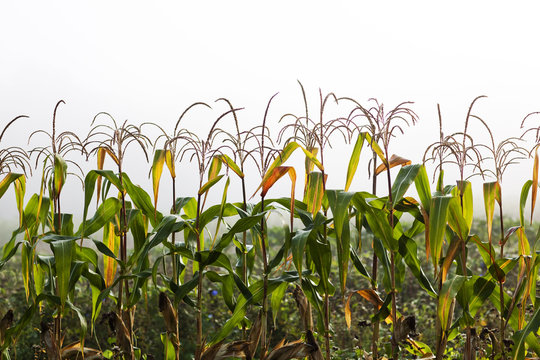 Corn Growing On Organic Farm
