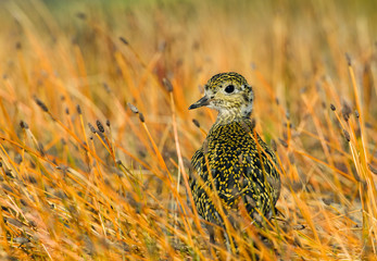 Golden Plover on orange background