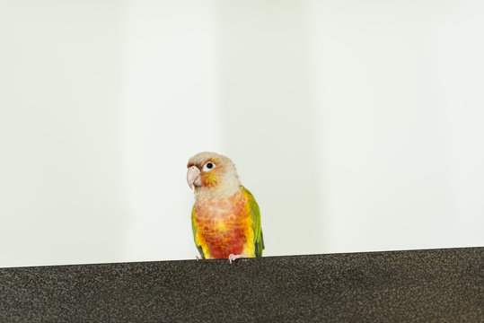 Small multicolored parrot or parakeet