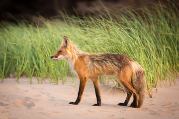 Single wild fox walking in natural outdoor animal environment