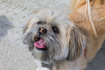 Naklejka na ściany i meble Cute canine on the beach