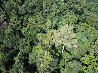 Forest. Rainforest jungle trees from aerial drone