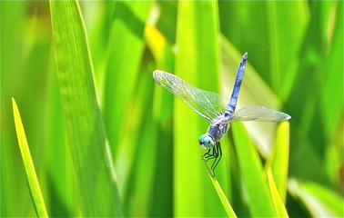 dragonfly 6 - 177365032