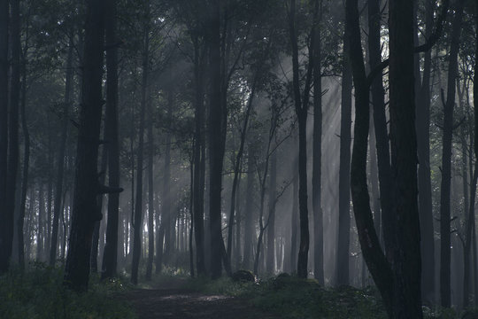 Dark spooky forest with fog.