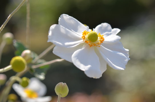 秋明菊 シュウメイギク 秋明菊の花 白い花 白色の花 一重の花 秋の花 庭 花壇 ガーデン ガーデニング のストック写真 ロイヤリティフリーの画像 ベクター イラスト Adobe Stock 秋明菊 シュウメイギク 秋明菊の花 白い花 白色の花 一重の花 秋の花 庭 花壇 ガーデン ガーデニング のストック写真 ロイヤリティフリーの画像 ベクター イラスト Adobe Stock