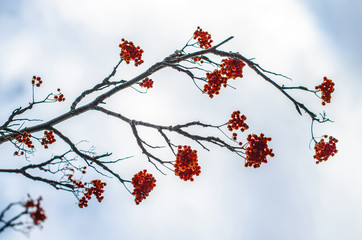 rowan berries