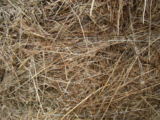 Hay closeup background