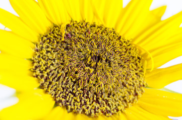 Sunflower on a white background