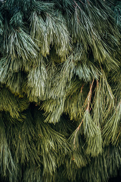 Mass of christmas tree branches