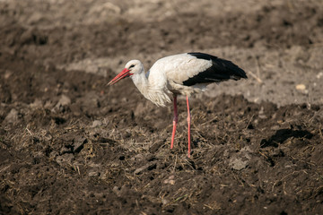 Stork