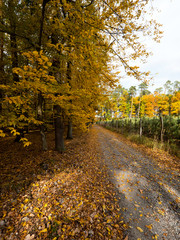 Złoty jesienny krajobraz puszczy w październikowy dzień