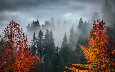 Fog in the forest