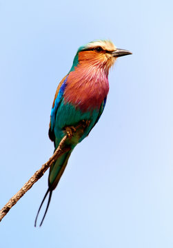 Lillac breasted roller