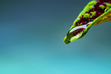 A large drop of water on the tip of green with red leaf on a light blue background, abstract background, macro