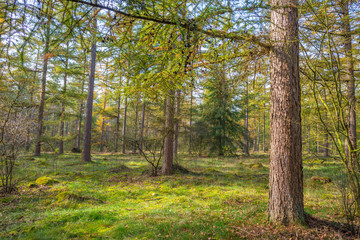 Fototapeta premium Pine forest in sunlight at fall