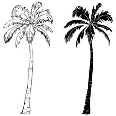 Obraz premium Black vector single palm tree silhouette icon isolated