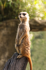 Meerkat