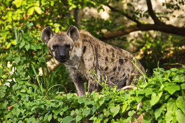Hyena