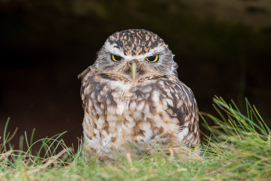 A close up photo of a small burrowing owl standing on the ground under a rock and facing forward