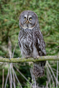 An upright photograph of a great gray owl perched on a branch in a wood facing forward