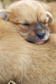 lovely puppy sleeping outdoor