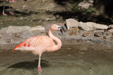 Pink Flamingo in the water