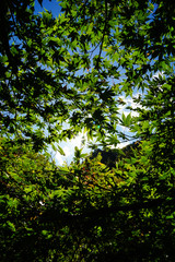 緑色の紅葉と木漏れ日