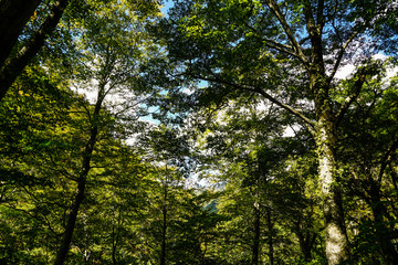 日本の固有種　ブナの木