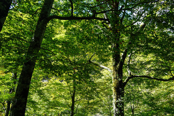Fototapeta na wymiar 日本の固有種　ブナの木