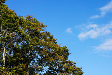 Fototapeta na wymiar 日本の固有種　ブナの木