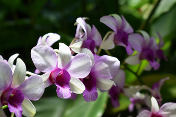 Obraz na płótnie Canvas selective focus beautiful fresh orchids with copy space