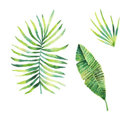 tropical leaf watercolour illustration