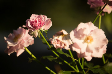 Naklejka na ściany i meble Soft Pink mix white rose flower