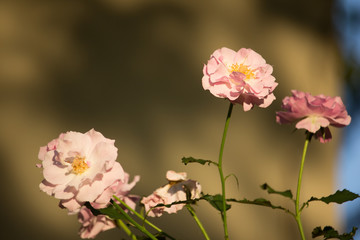 Soft Pink mix white rose flower