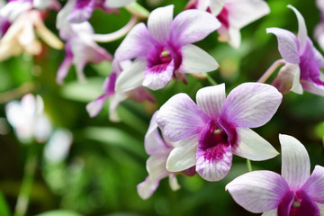 selective focus beautiful fresh orchids with copy space