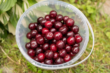 Cherry bucket