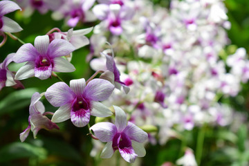 Fototapeta na wymiar selective focus beautiful fresh orchids with copy space