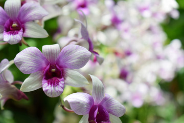 selective focus beautiful fresh orchids with copy space