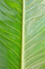Leaf background. Leaf texture. Close up of green leaf. Big green leaf in the nature. Top view.